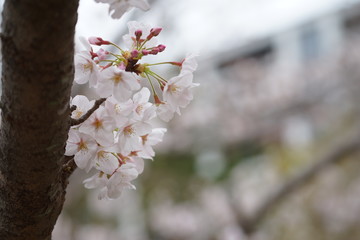 鎌倉の桜