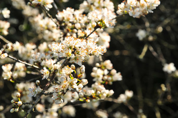 Blackthorn blossom (prunus spinoso), produces sloes in the autumn