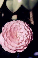 camellia at night