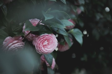 camellia In daylight