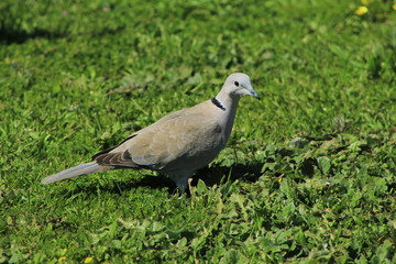 pigeon on grass