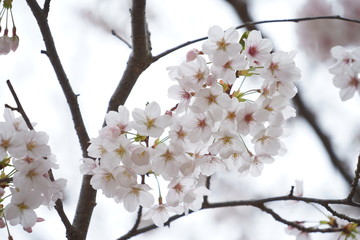 鎌倉の桜