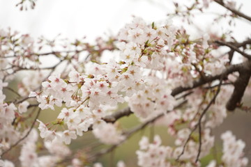 鎌倉の桜