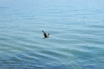 seagull flying in the blue sky