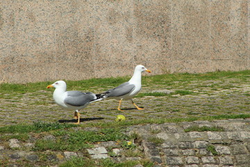 seagulls on the beach