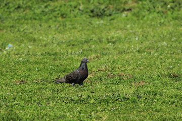 bird in grass