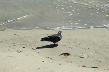 Pidgeons