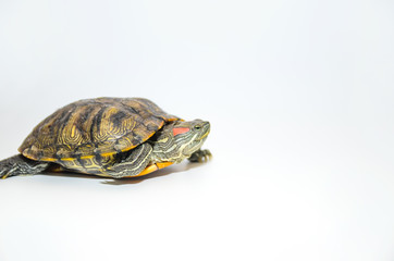 Red-Eared Slider Tortoise isolated on white background