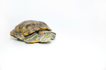 Red-Eared Slider Tortoise isolated on white background