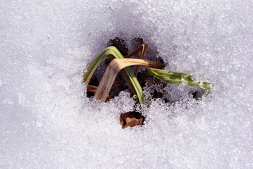 Bright yellow and grass covered with white snow, natural background top view