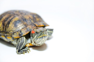 Red-Eared Slider Tortoise isolated on white background
