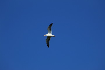 seagull flying in the sky