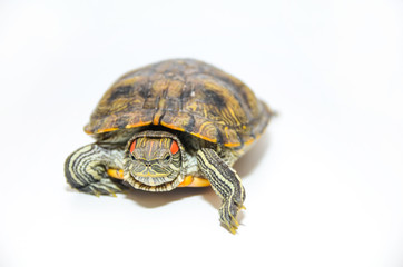 Fototapeta premium Red-Eared Slider Tortoise isolated on white background