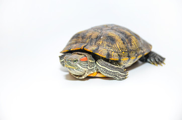 Red-Eared Slider Tortoise isolated on white background