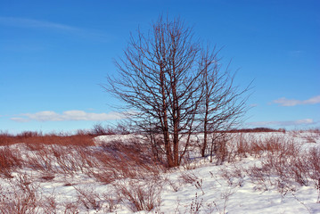 Pear tree without leaves on the snowy hill with bushes, winter landscape, blue cloudy sky background