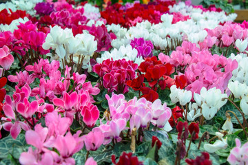 collection of colorful cyclamen flowers, close-up  - obrazy, fototapety, plakaty