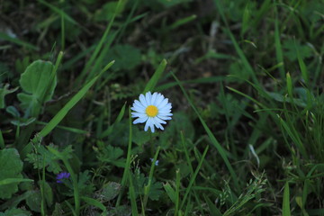 daisy in green grass