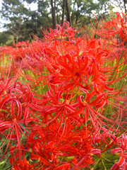 Japanese Cluster amaryllis