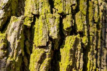 The texture of the bark of a tree trunk closeup background.