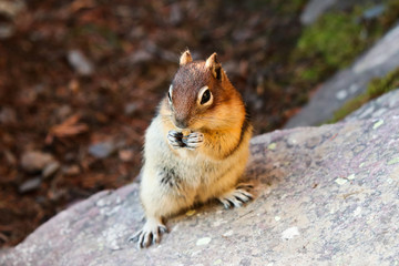 Ground Squirrel Snacking