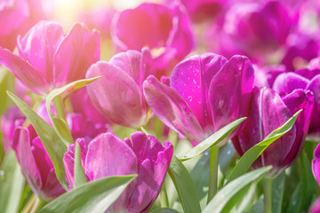 Tulip flower with green leaf background in tulip field at winter or spring day for postcard beauty decoration and agriculture concept design.