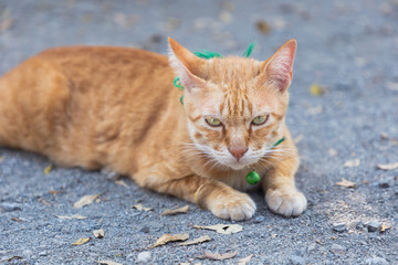 Obraz premium Cute domestic cat lying on grounds. Thai orange and white cat.