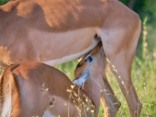 Close up of Baby impala feeding off it's mother in grassing green surrounding.