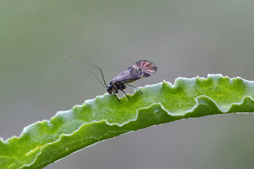 Typical Psocoptera, commonly known as booklice, barklice or barkfly