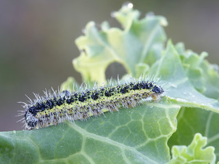 Pieris brassicae, the large white, also called cabbage butterfly, cabbage white and cabbage moth, feeding on cabbage