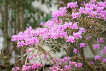 Obraz premium 日本の春の花