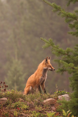 Content Fox