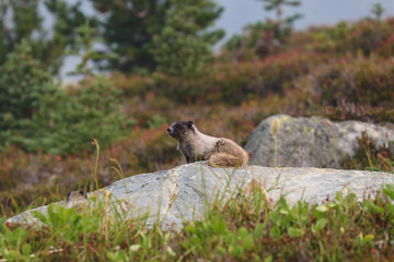 Marmot Posing