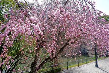 Beautiful pink sakura cherry blossom flowers and like in Tokyo park.