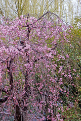 Beautiful pink sakura cherry blossom flower in Japan park