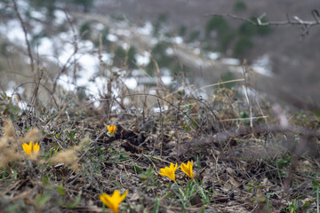 crocuses bloomed on mountain slopes
