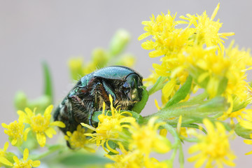 Rose chafer or the green rose chafer, Cetonia aurata, feeding on goldenrod, Solidago canadensis