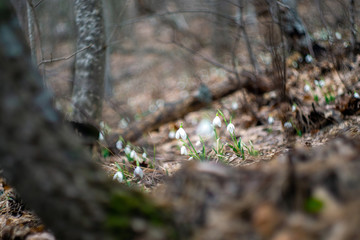 snowdrops bloomed on mountain slopes