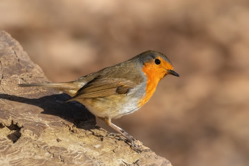 Europan robin in the forest