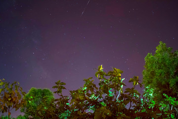 Constellations with green trees foreground