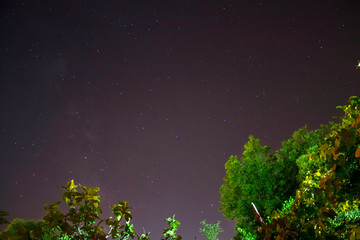 Starry sky with green trees in the foreground