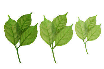 green leaf on isolated withe background