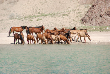 Wild horses come down from the mountain and drink water from a green lake