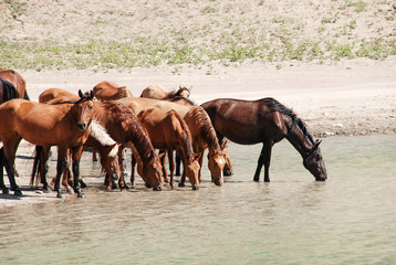 Wild horses come down from the mountain and drink water from a green lake