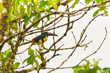 Toucan bird in Costa Rica 