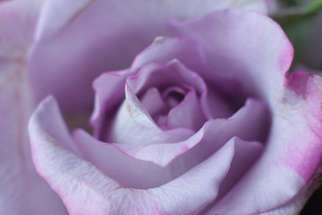 Fototapeta na wymiar violet rose on blurred background