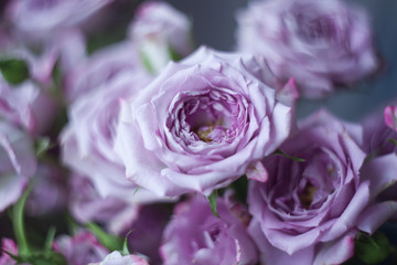 violet rose on blurred background