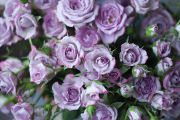 Obraz na płótnie Canvas violet rose on blurred background
