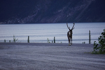 Fototapeta na wymiar Reindeer on the road in North Canada