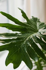 Close-up view of moistened Philodendron selloum leaf