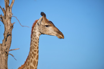 Profile head shot of South African Giraffe against blue sky with dead tree in backgorund